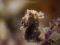   Potohi Pygmy Seahorse  